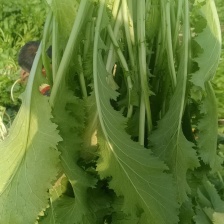 雪地红辣菜，自己种的，0.23一斤五千斤起批