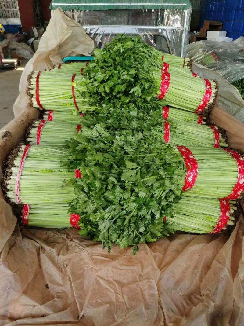 精品山东芹菜，产地直发 无黄叶黄梗 常年大量供应