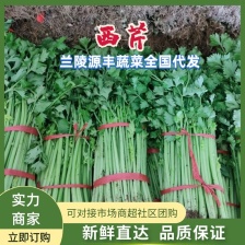 精品山东芹菜，产地直发 无黄叶黄梗 常年大量供应