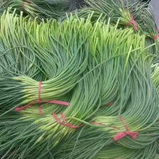 山东省鱼台县富群西瓜种植