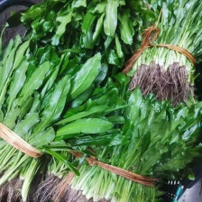 河南杞县大叶<font color=red>香菜</font> 铁杆青<font color=red>香菜</font>产地直发