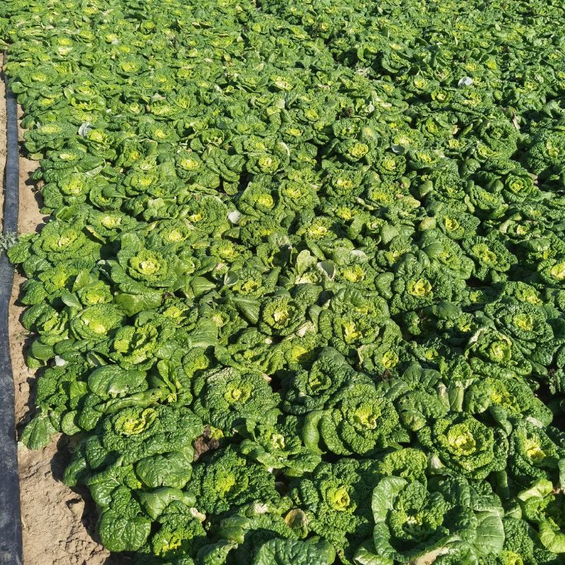 【优选】乌塌菜，黄心菜，大量上市，欢迎订购基地直供