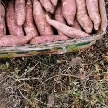 皖北蜜薯 西瓜红 烟薯25  黑土地之精华 长期供应