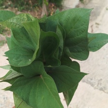 红薯叶