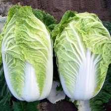 奶白菜 小白菜 油菜 油麦菜 生菜，叶类蔬菜基地