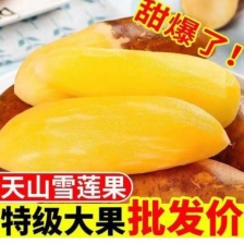 云南天山雪莲果