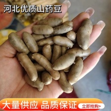 2O22现摘铁棍山药豆大号1一1O斤山药蛋新鲜山药豆批发