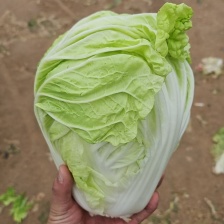 河南鸡腿白菜 开封万亩蔬菜水果基地欢迎各位老板前来选购