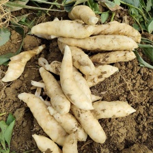 新鲜竹薯红薯现挖冬粉薯当季薄皮竹薯新鲜竹芋冬芋小竹根煲汤食材