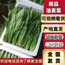 精品河北油麦菜，品质保证，全国直发，可视频看货