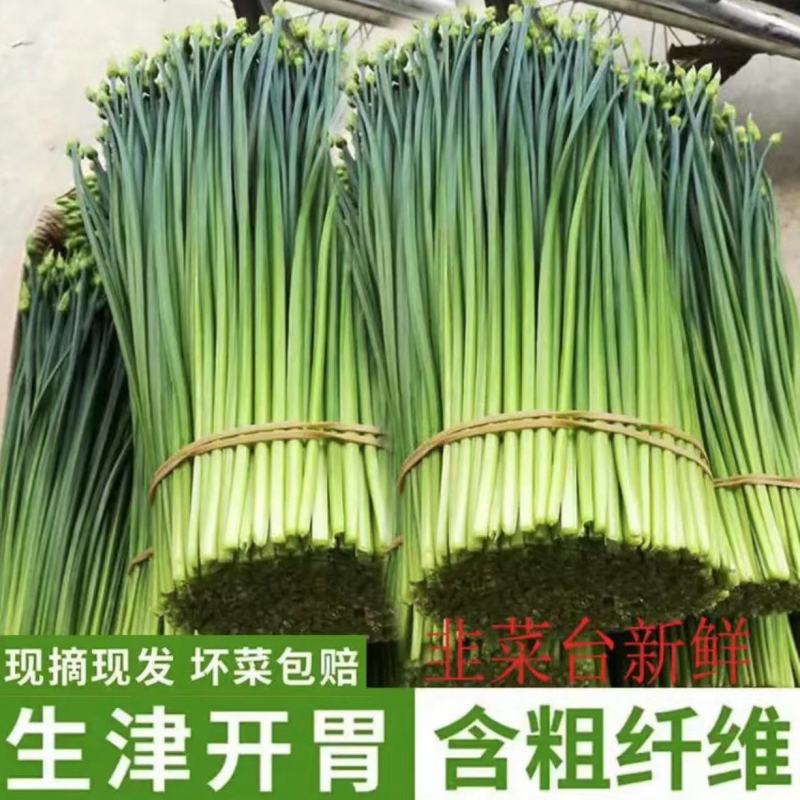 精品韭苔优质韭菜花现诚信代收货源充足量大从优品质保证