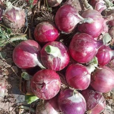 甘肃兰州洋葱，精挑细选，大量有货，超市电商直发，一手货源