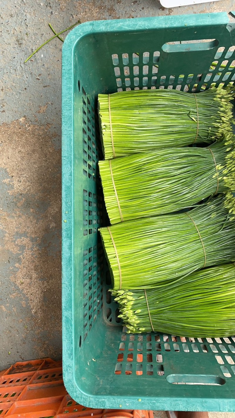 荔浦市蔡氏韭苔种植大户