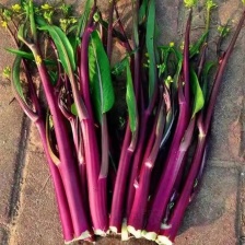 菜苔 红菜苔 白菜苔 产地看货论价 保质保量 欢迎订购