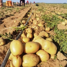 黄心土豆沃土五希森6V7实验一雪川红(大货小薯品种全)