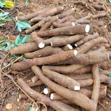 黄肉木薯 黄心木薯  鸡蛋木薯 糖水木薯 去皮黄产地直发