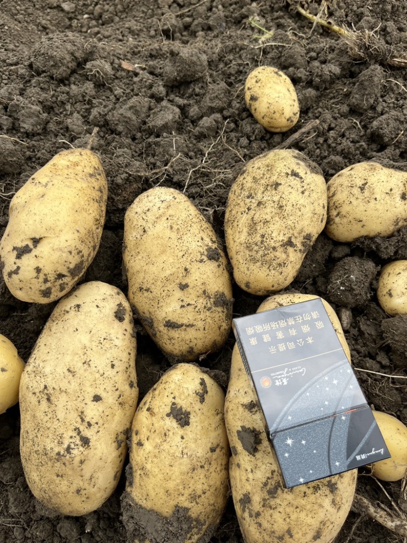 土豆 货源充足 商超品质对接全国