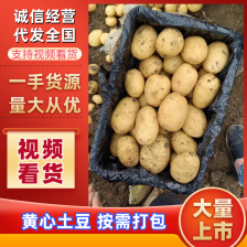 土豆 货源充足 商超品质对接全国