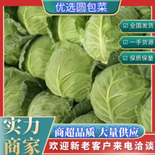 平扁包菜  基地直供 品质保证 诚信经营 欢迎采购