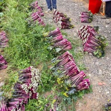 红菜苔（好货）产地一手货源，可看视频装货欢迎来电