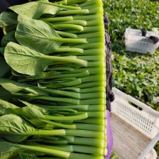 红菜苔（好货）产地一手货源，可看视频装货欢迎来电