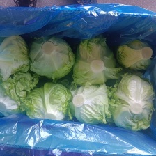 陕西生菜 圆球生菜 大量供应 支持视频看货 代发全国市场