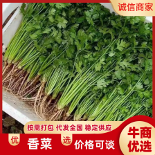 河北中叶香菜铁杆青香菜保质保量欢迎视频看货量大从优批发