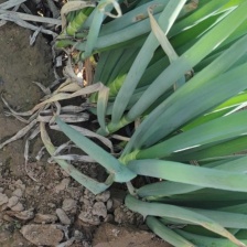 【实力】大葱铁杆大葱大量接单品质保证诚信合作欢迎来电