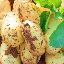 2025惠东稔山镇荷兰十五新土豆大量上市中，万亩产地