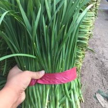 平丰六号，大叶韭菜 二茬捆重2.5斤左右