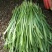 平丰六号，大叶韭菜 二茬捆重2.5斤左右