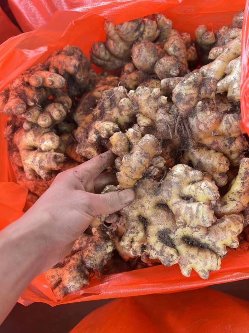 精品小黄姜 产地一手货源 对接市场货电商 欢迎来电咨询