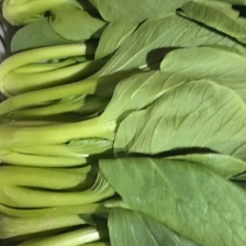 《山东快菜》奶油快菜/曹县快菜/产地货源/全国整车批发