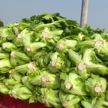 芥菜疙瘩大量上市中，产地一手货源，保证质量，提供各类服务
