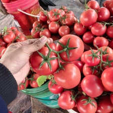 山东硬粉<font color=red>西红柿</font>〔精品〕产地现货孤三起