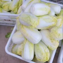 娃娃菜河南鹿邑优质娃娃菜，可视频看货，支持线上交易，欢迎