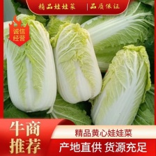 娃娃菜河南鹿邑优质娃娃菜，可视频看货，支持线上交易，欢迎