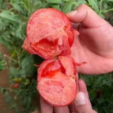 普罗旺斯西红柿