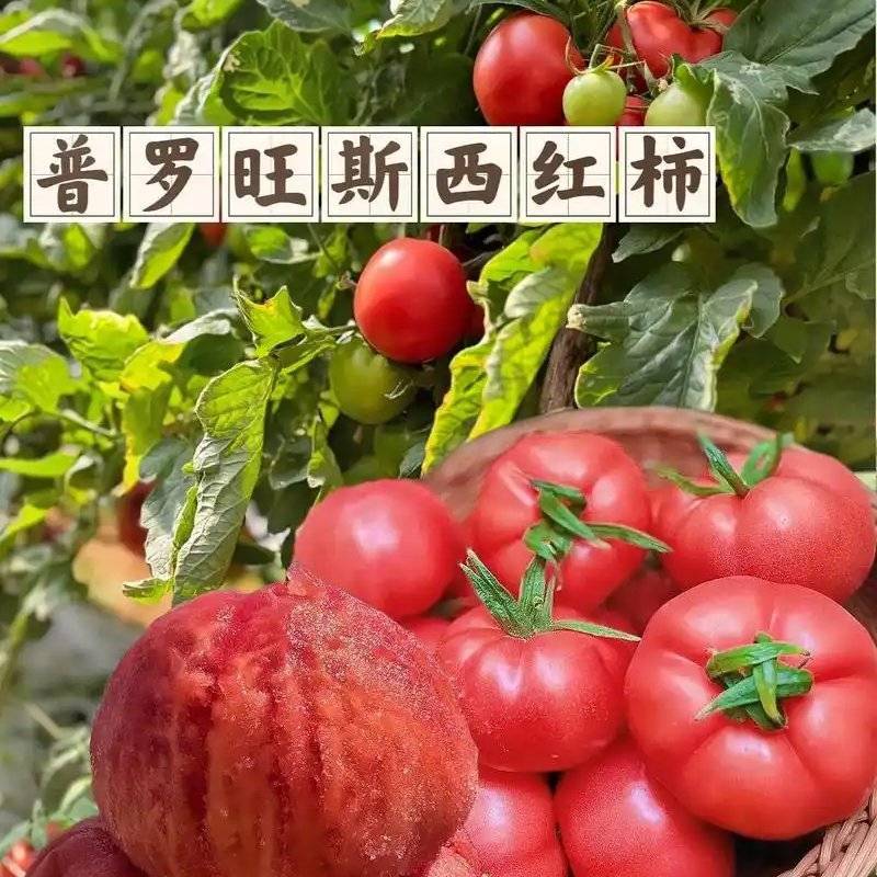 普罗旺斯西红柿