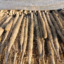 安阳双棒<font color=red>山药</font>营养丰富 口感细腻 一手