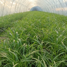 河北邯郸永年精品空心菜，商超，市场，电商