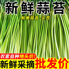 金乡优质红帽蒜苔，质量好，价格真实量大从优欢迎咨询