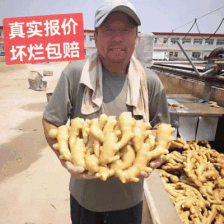 山东窖藏大黄姜，小黄姜产地批发对接电商批发零售商全国发货