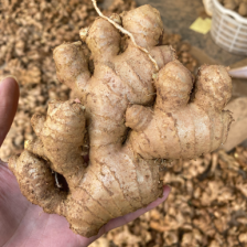 高地黄土二黄姜，