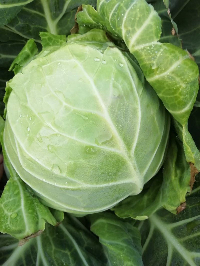 王世明蔬菜瓜果经营部