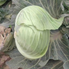 王世明蔬菜瓜果经营部