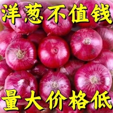 二红洋葱，100亩地，基地直销 量大质优 价格优惠 一手货源