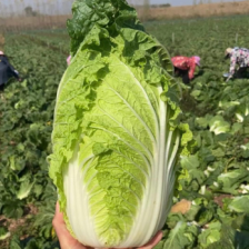 夏阳白菜 精品大白菜 可视频看货 支持打款发货