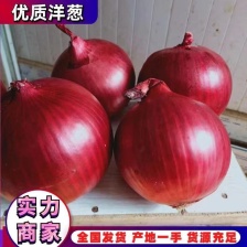 精品洋葱开封通许紫皮洋葱80以上 可视频看货
