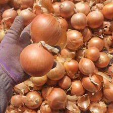精品洋葱开封通许紫皮洋葱80以上 可视频看货